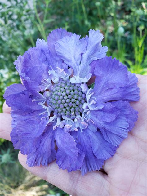 Growing And Cutting Long Lasting Long Stemmed Perennial Scabiosa Flowers