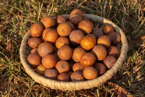 Wild Loquat Welcome To Zambia