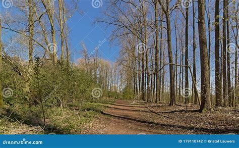 Path Through A Sunny Forest In Scheldt Valley Flanders Stock Photo
