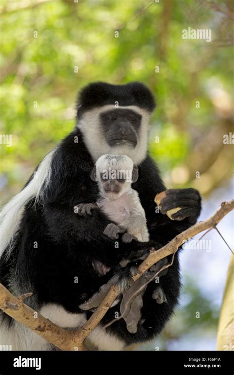 Eastern Colobus Monkey With Baby Sitting In Acacia Tree Colobus Guereza
