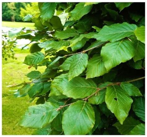 10 Green Beech Hedging Plants 125 150cmcopper Autumn Colour 4 5ft
