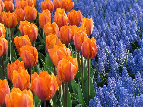 Where To Plant Fall Bulbs Theres Always Room For More Longfield Gardens