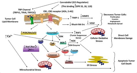 Schematic Representation Of Cell Signaling Pathways Associated With Cbd