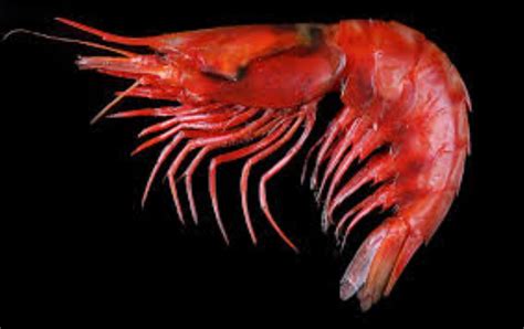 Deep Sea Red Prawn Information And Picture Sea Animals