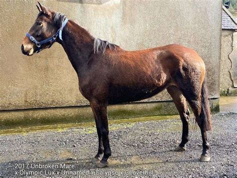 2017 152 Hh Bay Filly Ihr Mullingar Equestrian Horse Sales Ltd