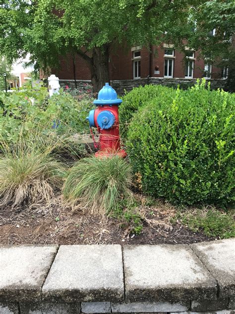 Why Is This Fire Hydrant In The Bushes Would It Make It Harder To Get