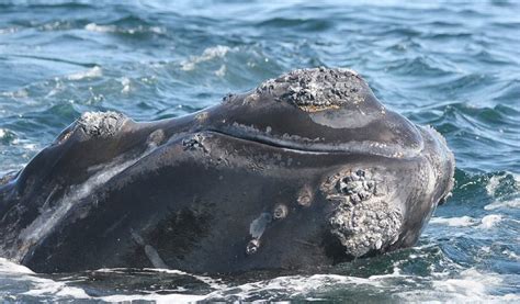 How Do You Id A Right Whale Callosities Blue Ocean Society For