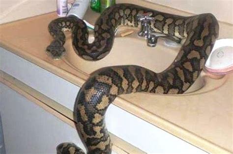 Cara mencegah ular masuk ke rumah. Cara Cegah Ular Masuk Rumah : 8 Cara Mengusir Ular Dari ...