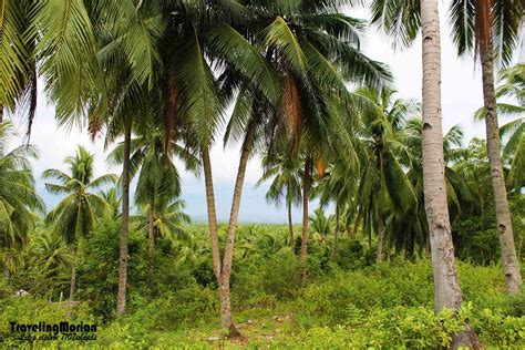 Choose your favorite coconut tree photographs from millions of available designs. Traveling Morion | Travel + Photography: Travel Diaries ...