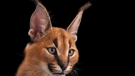 Caracal Cat Wallpapers Wallpaper Cave