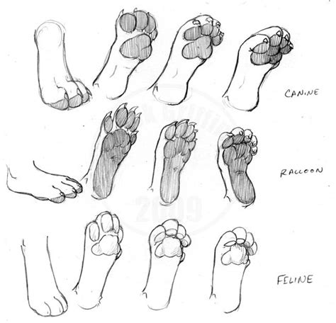 Paw Testing By Rickgriffin Cat Drawing Tutorial Animal Drawings