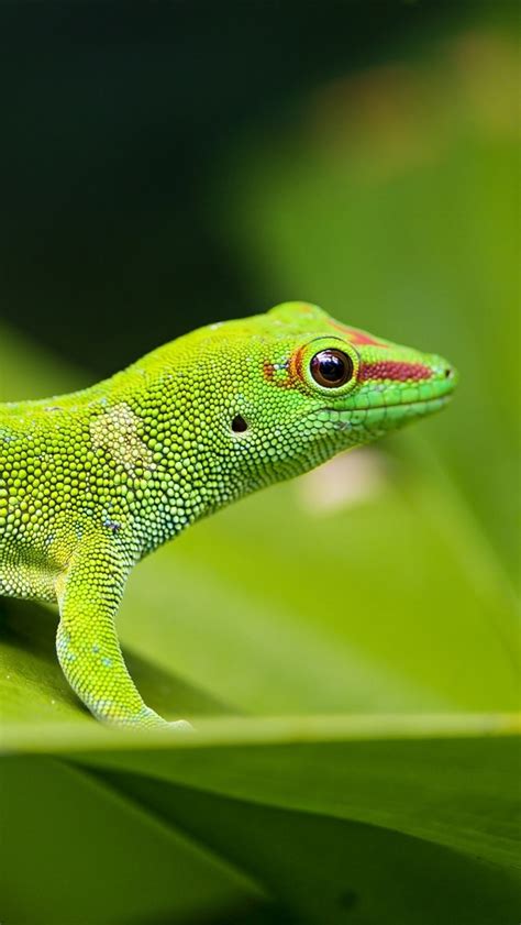 Wallpaper Green Lizard Green Leaf Wildlife 2880x1800 Hd Picture Image