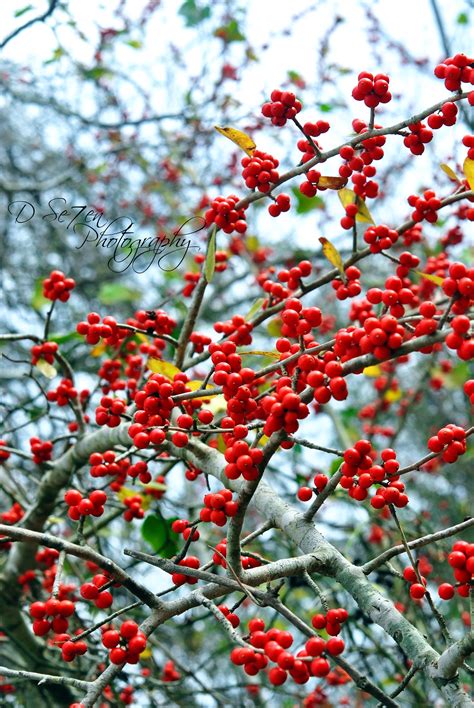 Red Berries In Winter By Dse7en Photography Fall Watercolor Red