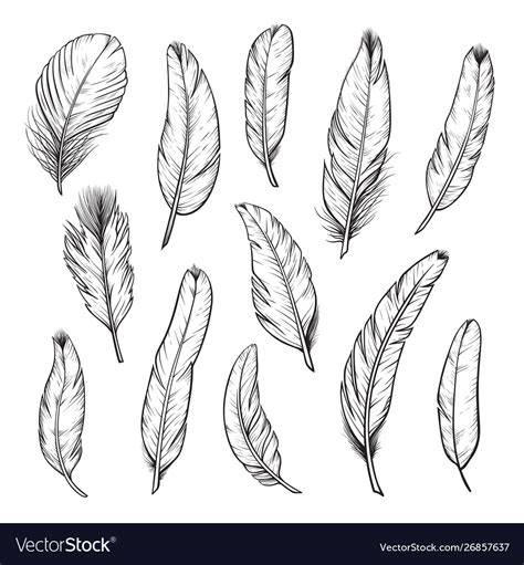 Birds Feathers Hand Drawn Isolated Royalty Free Vector Image
