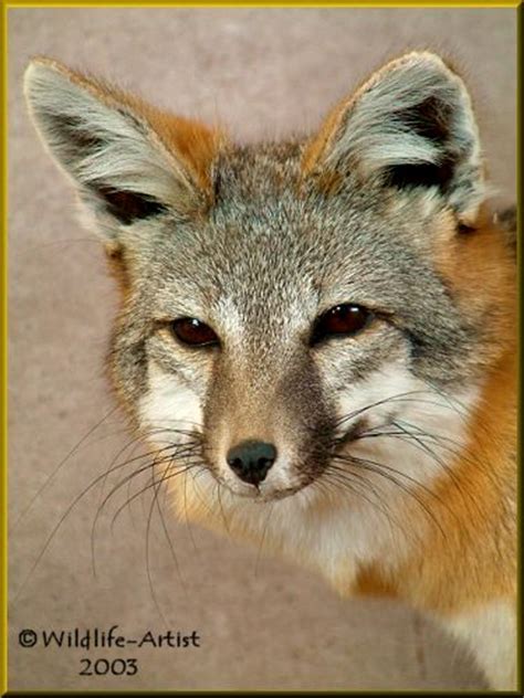 Michigan Gray Fox