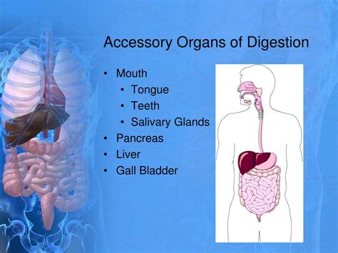 Digestive System Organs In Order