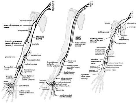 Nerve Pathway Of Upper Extremity Nerve Anatomy Peripheral Nerve Anatomy