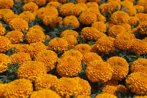 Maybe you would like to learn more about one of these? Cempasuchil yellow marigold flowers cempazúchitl for ...