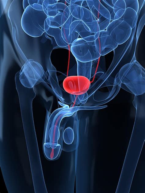 Healthy Prostate Gland Artwork Digital Art By Sciepro Fine Art America