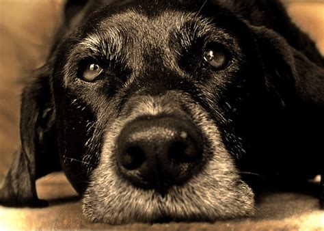 Big Dog Face Remastered 2016 Photographicart By Hal Halli Flickr