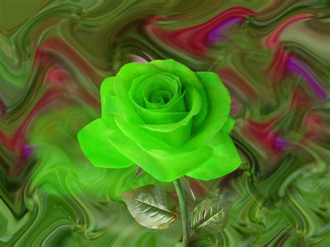 Green Rose Bud With Beautiful Leaves Artline Feel The Creation