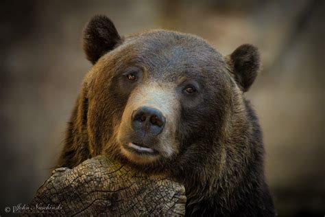 Close Up Of Grizzly Bear At Denver Zoo Scenic Colorado Pictures