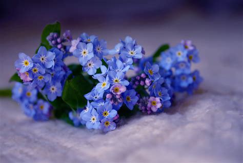 Download Myosotis Close Up Blue Flower Nature Forget Me Not Forget Me
