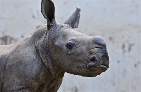 Pictures First Female Newborn Rhino At Ramat Gan Safari In 20 Years