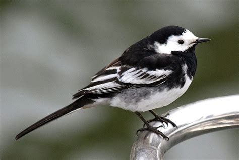 Kamblog Rare Pied Wagtail Gives Tesco The Bird