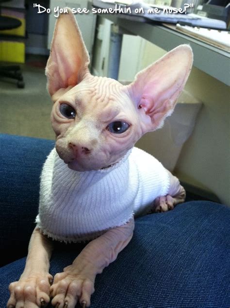 Pin By Sphynxlair On Admins Soup Of The Day Sphynx Cornish Rex Cat