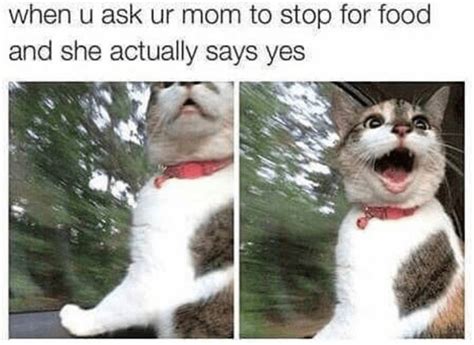 32 Cat Memes To Ensure You Have A Fabulous Caturday I Can Has