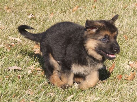 Find 263 german shepherds for sale on freeads pets uk. Vollmond - German Shepherd Puppies For Sale | Chicago ...
