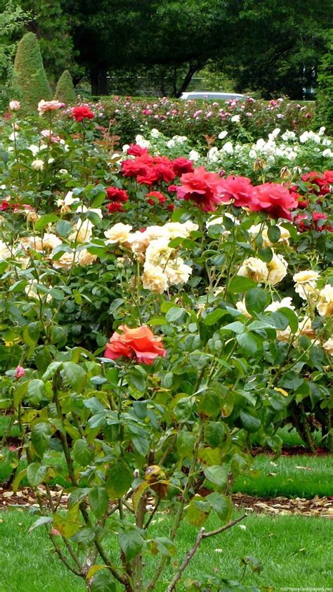 We have 57+ amazing background pictures carefully picked by our community. Rose Garden Wallpaper (51+ pictures)