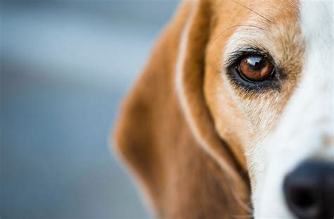 6 Fascinating Facts About Your Dogs Eyes Petmd