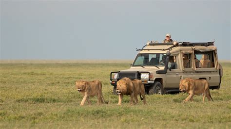 5 Day Out Of Africas Big Five Safari Tanzania Wildlife Safari
