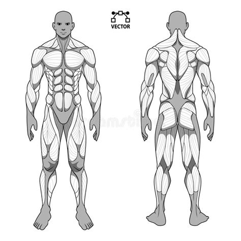 Resultado De Imagen Para Anatomia Musculos Para Colorear Anatomia My Xxx Hot Girl