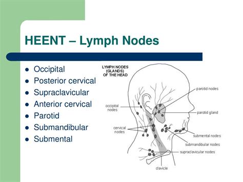 Heent Lymph Nodes