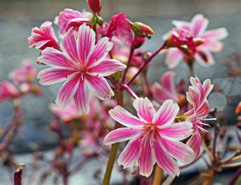 Pink And White Flower Plant Free Image Peakpx