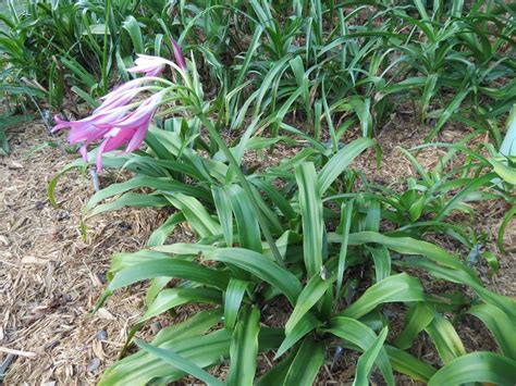 Crinum Lily Mystery Medium Size Bulb New Fragrant Ebay