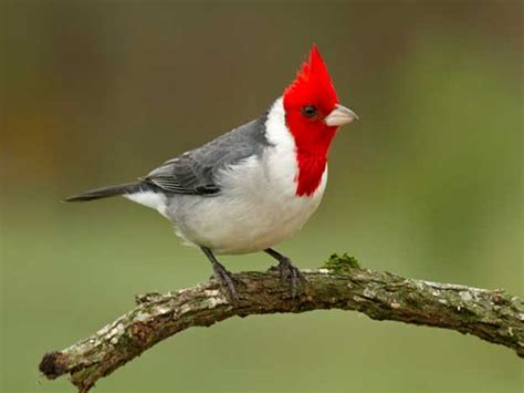 Leyenda Del Cardenal Raza Folklorica