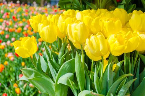 Fiori gialli piccoli perenni a fiore giallo. Tulipani Gialli Che Fioriscono Nella Stagione Primaverile ...
