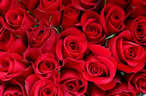Or request your own custom candy bouquet from the location nearest you. Valentine's Day 2017: Rose exports, domestic sales poised ...