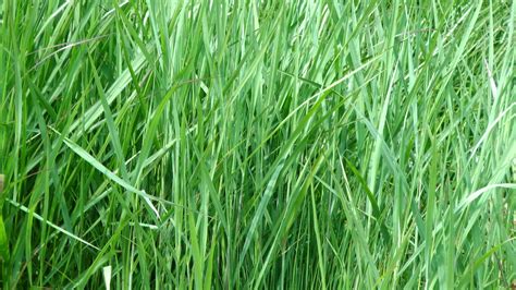 Free Photo Long Grass Background Abstract Nature Vibrant Free