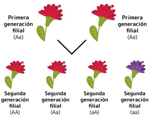 Leyes De Mendel Cuáles Son Y Ejemplos Enciclopedia Significados