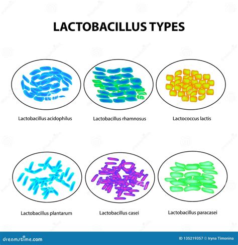 Types Of Bifidobacteria Bifidumbacterium Types Of Lactobacilli