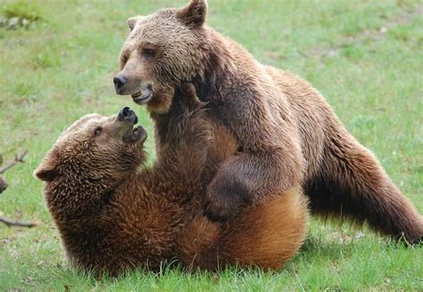 Facts About Brown Bears Animal Charity Animal Welfare Organisation