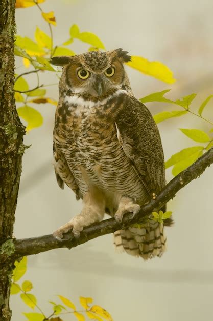 Free Photo Vertical Closeup Of A Great Horned Owl Standing On A Tree
