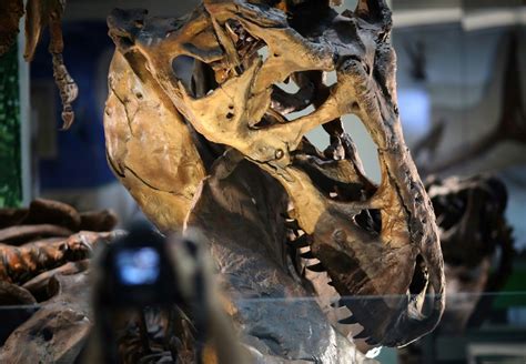 New Tyrannosaurus Species Found In Canada New Insight To T Rex Evolution