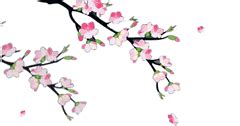 Anima Si Bunga Mawar Jepang Blossoms Peach Puisi Benar Masing Terpuji Hajj Sesungguhnya Pecinta Liha