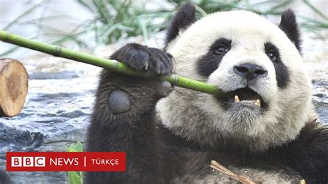 Panda Koruma Alanları Nedeniyle Bazı Yırtıcıların Soyu Tehlikeye Girdi